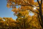 USA, New Mexico, Jemez National Recreation Area. Sun star and cottonwood trees in autumn. Art Print